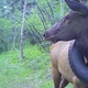 A trail camera picture of the tired elk, taken July 12 2020.
